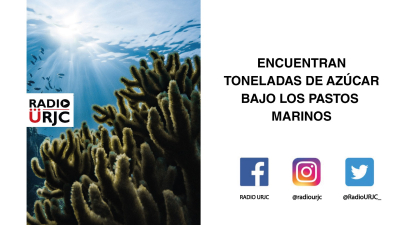 ENCUENTRAN TONELADAS DE AZÚCAR BAJO LOS PASTOS MARINOS