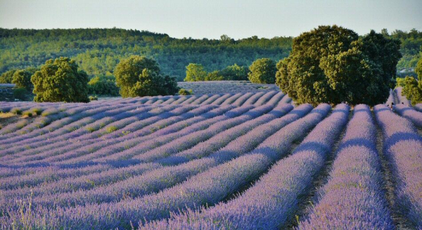 EMPIEZA LA FIESTA DE LA LAVANDA EN BRIHUEGA