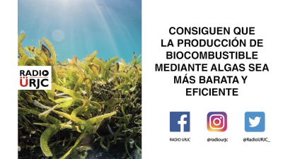 COMSIGUEN QUE LA PRODUCCIÓN DE BIOCOMBUSTIBLE MEDIANTE ALGAS MARINAS SEA MÁS BARATA Y EFICIENTE