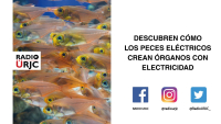 DESCUBREN CÓMO LOS PECES ELÉCTRICOS DESARROLLAN ÓRGANOS CON ELECTRICIDAD